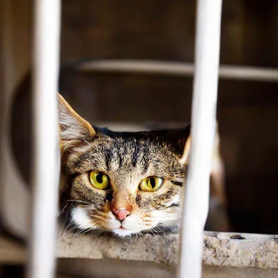 Держать домашнюю кошку в клетке нормально или нет | Кошка.ru | Дзен
