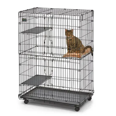 Котенку одиноко в клетке... | Пикабу