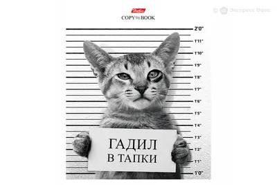 Клетка для кошек MidWest Cat Playpens в mirkorma.ru