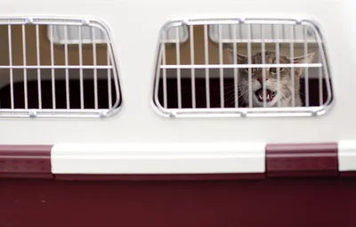MidWest Cat Playpens / Клетка Мидвест для кошек 91х60х128h см купить в  Москве по низкой цене 19 710₽ | интернет-магазин ZooMag.ru