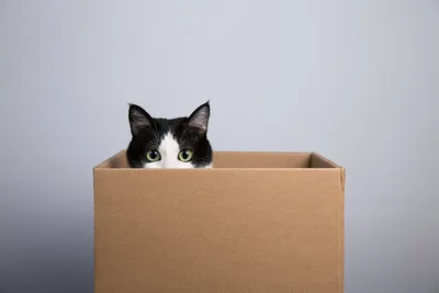 Кот спит в картонной коробке и улыбается Stock Photo | Adobe Stock