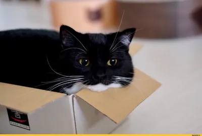 Кот в коробке стоковое изображение. изображение насчитывающей отечественно  - 88330033