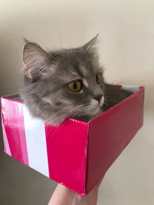 Почему кошки любят коробки - Purina.ru