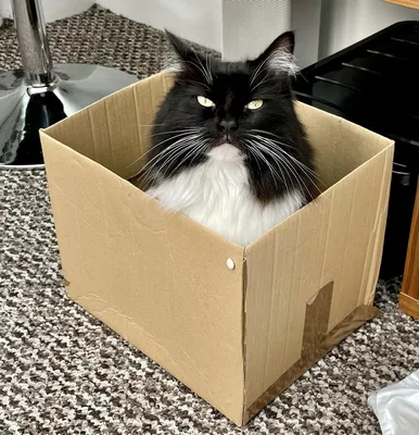 Кот в коробке | Пикабу