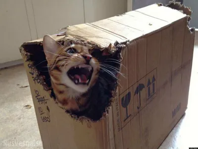 Кот в коробке фото фотографии