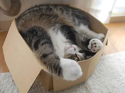 Кот выглядывает из коробки мило, …» — создано в Шедевруме