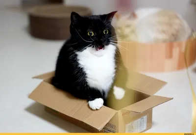 Кот в коробке рисунок - 30 фото