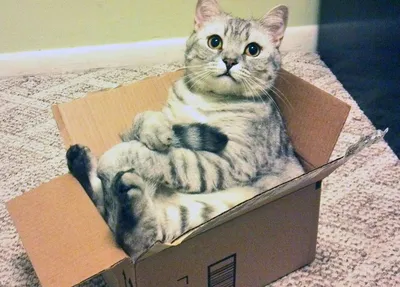 Почему кошки так любят коробки? Страх, тепло и немного веселья / Оффтопик /  iXBT Live