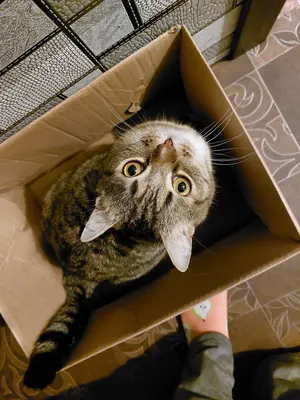 Картина милые котята в коробке на подрамнике. Картина котенок кот в  интернет-магазине Ярмарка Мастеров по цене 3400 ₽ – QCB9GRU | Картины,  Красноярск - доставка по России
