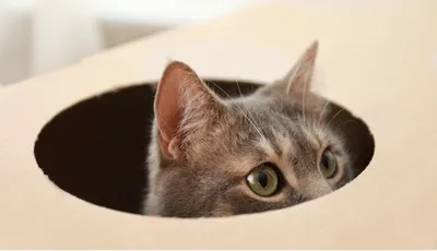 Кот в коробке» — создано в Шедевруме