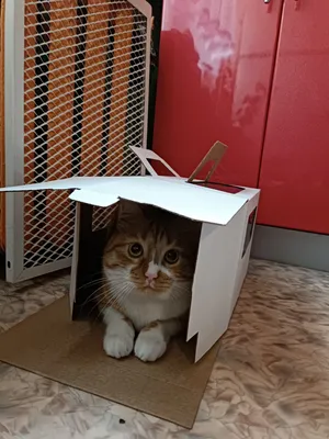 Кот в коробке стоковое изображение. изображение насчитывающей цвет -  22112343