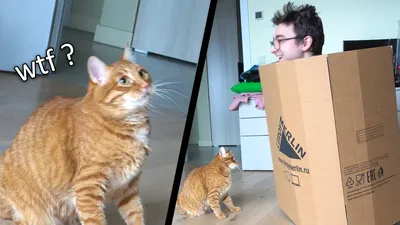 Кот в коробке | Кошачьи, Кот, Коробка