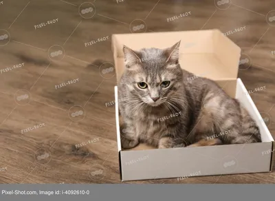 Кошки и коробки - почему коты так любят прятаться | Интернет магазин  ГиперЗоо