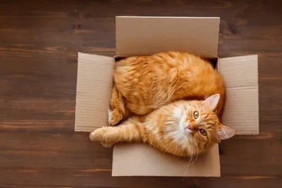 Смешной кот спит в картонной коробке Stock Photo | Adobe Stock