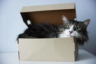 Кот в коробке коробки иллюстрация вектора. иллюстрации насчитывающей  счастье - 56037231