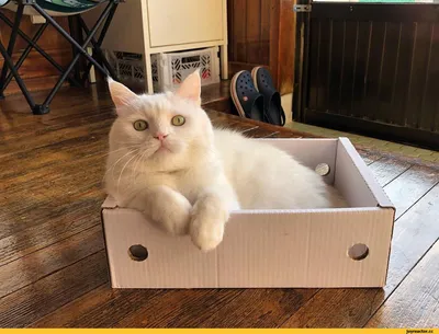 Кот VS Коробка - YouTube
