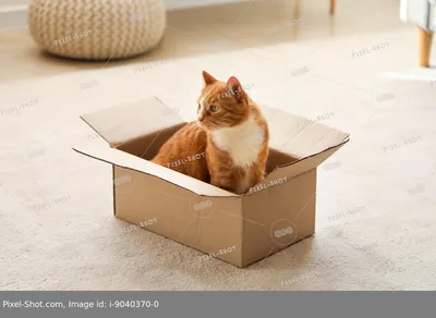 ✓ Купить китайский кот на подарочной коробке LaLume DK20969-23 по бюджетным  ценам, только в магазине LaLume