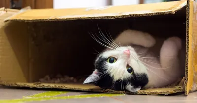 Забавный полноватый кот в коробке для пиццы на деревянном полу :: Стоковая  фотография :: Pixel-Shot Studio