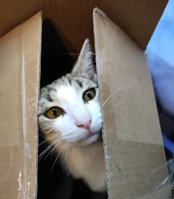 Почему коты не могут удержаться от «коробочного мышления»? (The  Conversation, Австралия) | 07.10.2022, ИноСМИ