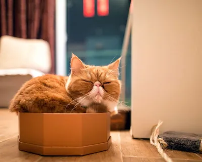 Милый серый кот в картонной коробке на полу дома | Премиум Фото