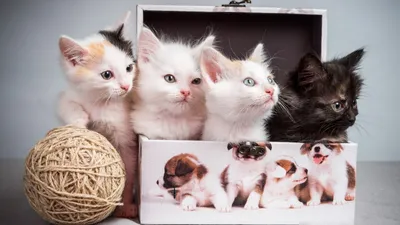 Забавный кот в картонной коробке дома :: Стоковая фотография :: Pixel-Shot  Studio