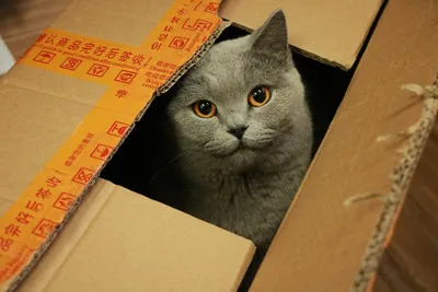 Кот в коробке | Мои истории | Дзен