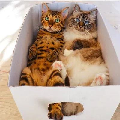 Напёрсток Кот в коробке