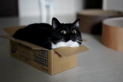 Почему кошки очень любят коробки?