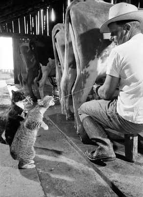 😾Почему коты не должны пить молоко | Нос, хвост, лапы | Дзен