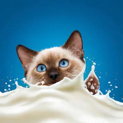 Фотогалерея - Кошки любят молоко - Забавные фото кошек