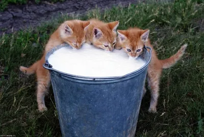 Кот пьет молоко из стакана. Морда кота крупно. Кот лакает молоко, видно  язык кота. На столе стоит миска с красными ягодами, лесной клюквой Stock  Photo | Adobe Stock