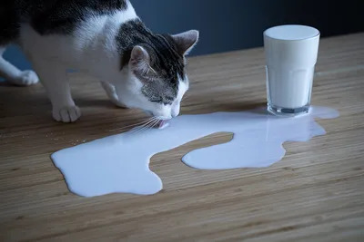 Кот пьет молоко из стакана. Морда кота крупно. Кот лакает молоко, видно  язык кота. На столе стоит миска с красными ягодами, лесной клюквой Stock  Photo | Adobe Stock