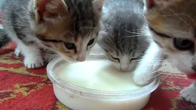 Можно ли кошке давать молоко? - Aller Petfood
