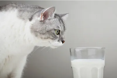 😾Почему коты не должны пить молоко | Нос, хвост, лапы | Дзен