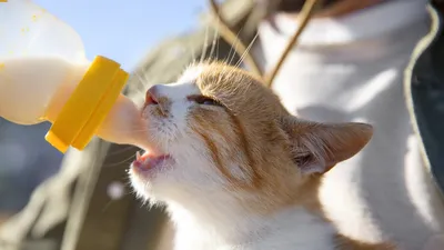 Мемы про кота в молоке (49 фото) » Юмор, позитив и много смешных картинок