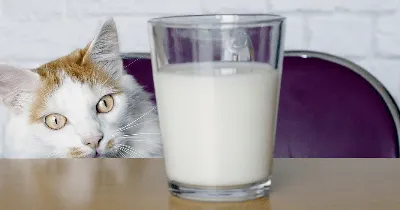 Кот в молоке - Живой Театр