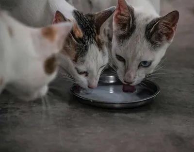 Молочные зубки у кошек | Пикабу