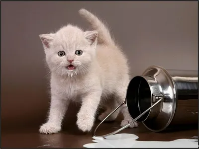 Почему кошки любят молоко | Кошка.ru | Дзен