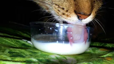 Как на самом деле коты пьют молоко - Science and apologetics