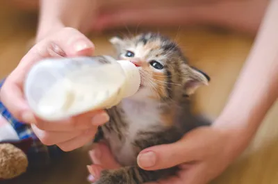 Можно ли котам давать молоко — ответ ученых - МЕТА