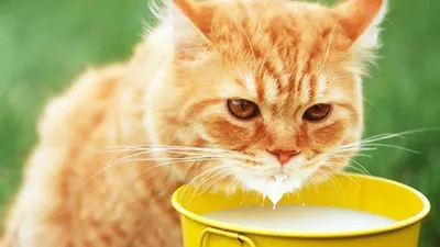Лакомство для кошек Felix Хрустящее Лакомство, с молоком, 60 г - отзывы  покупателей на маркетплейсе Мегамаркет | Артикул товара:600001185744