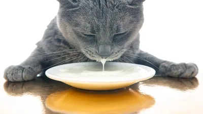 Можно ли кошкам молоко и если нельзя давать, то почему – польза и вред  продукта