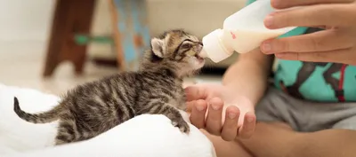 Кот пьёт молоко, как кот лакает молоко. - YouTube