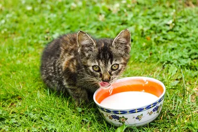 Кот смотрит на стакан с молоком. Рядом стоит кувшин с молочным напитком.  Морда кота крупно. Кот наглый вор. Кот любит молоко. Фон деревянные доски,  видно елку. Кот серый фотография Stock | Adobe