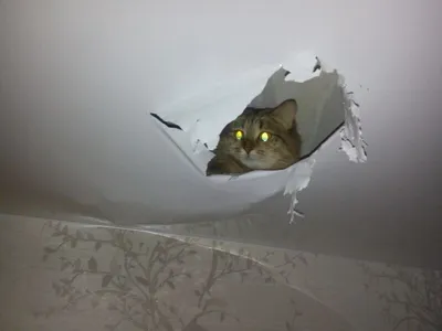 Кот в натяжном потолке фото 