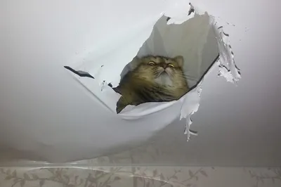 Кот испортил натяжной потолок. | Пикабу