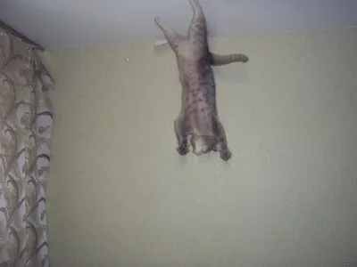 Кошка в натяжном потолке - 58 фото