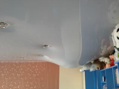 Кошка порвала натяжной потолок: как устранить дефект | AstamGROUP