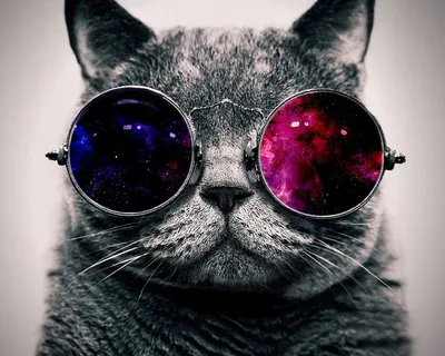 Онлайн пазл «Кот в очках»