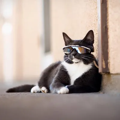 Кот в очках, 4k, профессиональное …» — создано в Шедевруме